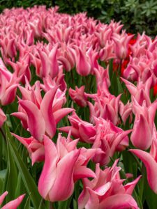 Keukenhof Botanical Gardens, The Netherlands