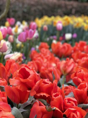 Visiting Keukenhof Botanical Gardens: The Ultimate Guide to the Garden of Europe