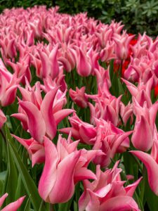 Stunning pink tulips at the Keukenhof Botanical Gardens in the Netherlands