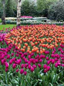 A show of colour from the beautiful Keukenhof Botanical Gardens in the Netherlands