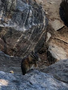 A curious chipmunk nibbles peanuts thrown to him
