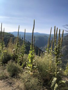 The view from the Kettle Valley Railway
