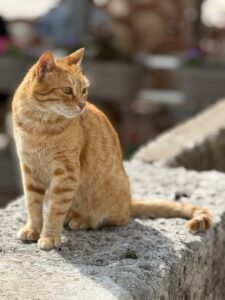 An orange tabby cat sits on the seaside wall of Perast.