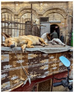 It's a dog's life.